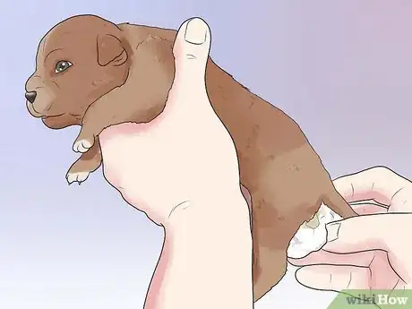 Image titled Tube Feed a Puppy Step 13