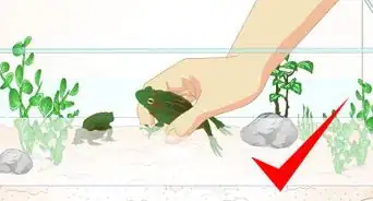 Care for a Sick Frog with Red Leg Disease