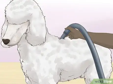 Image titled Blow Dry a Dog Step 10