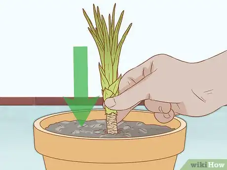 Image titled Grow Yucca Step 13