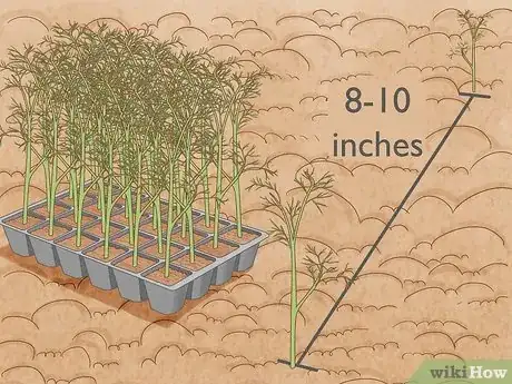 Image titled Grow Chamomile Step 9