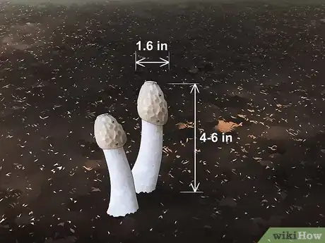 Image titled Kill a Stinkhorn Fungus Step 10