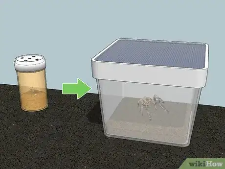 Image titled Breed Tarantulas Step 10