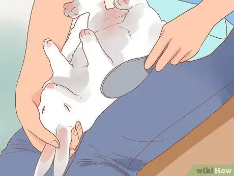 Image titled Stop a Rabbit from Smelling Step 2