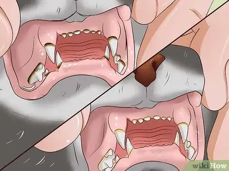 Image titled Clean a Cat's Teeth Step 17