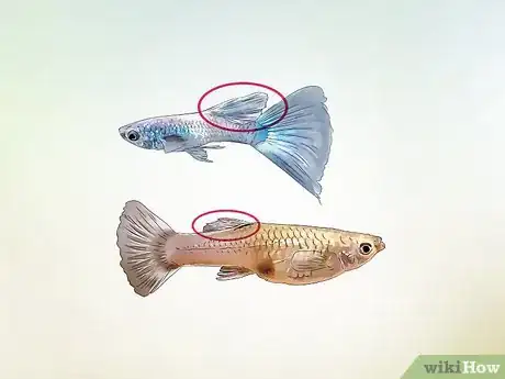 Image titled Identify Male and Female Guppies Step 5