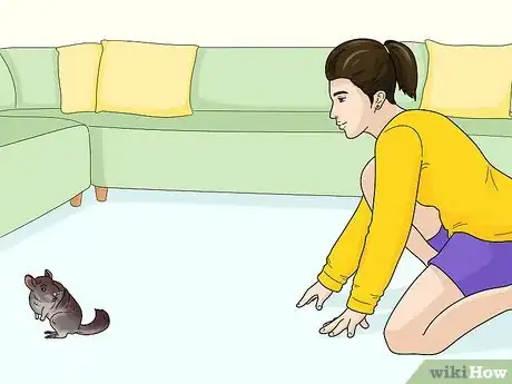 Image titled Catch a Chinchilla Step 1