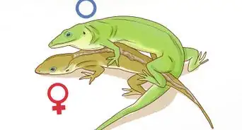 Determine the Sex of a Green Anole