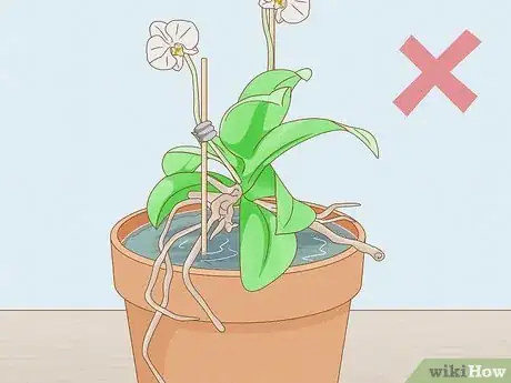 Image titled Save an Orchid from Root Rot Step 15