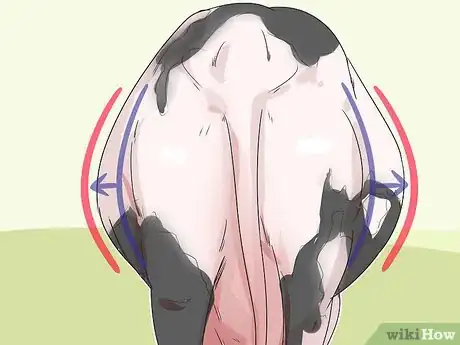 Image titled Tell if a Cow or Heifer Is Pregnant Step 2