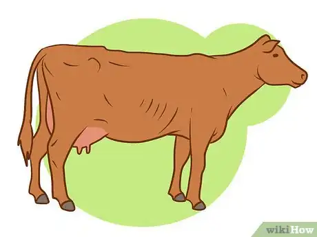 Image titled Judge Body Condition Scores in Cattle Step 5Bullet2