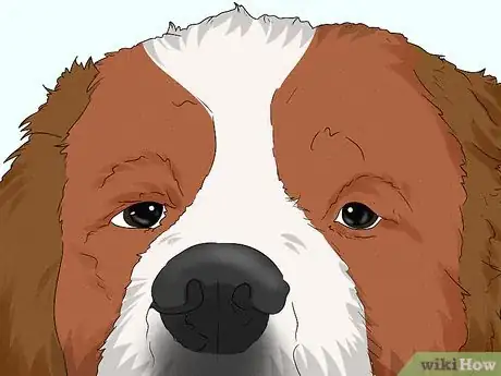 Image titled Identify a Saint Bernard Step 3