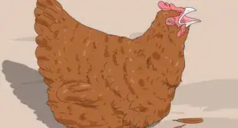 Hypnotize a Chicken