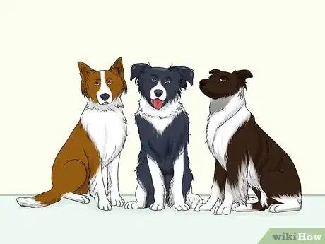 Image titled Identify a Border Collie Step 8