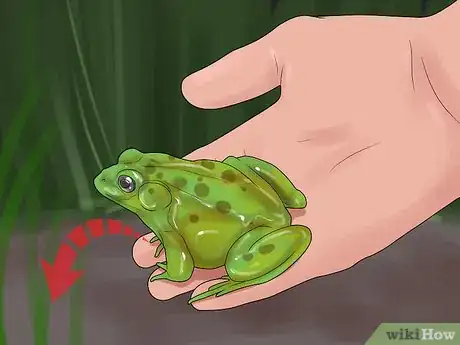 Image titled Catch a Bullfrog Step 10