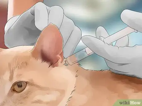 Image titled Protect Your Cat from Mosquito Bites Step 1