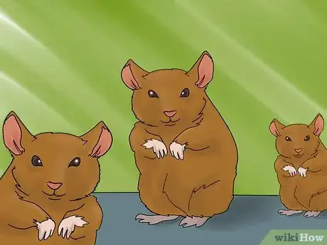 Image titled Name Your Hamster Step 5