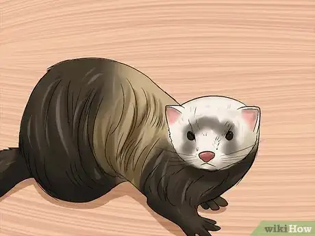 Image titled Breed a Pet Ferret Step 4