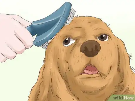 Image titled Blow Dry a Dog Step 15