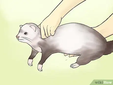 Image titled Pick Up and Carry a Ferret Step 6