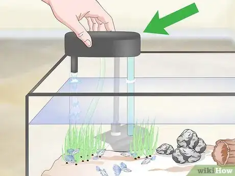 Image titled Keep Guppies Healthy Step 11