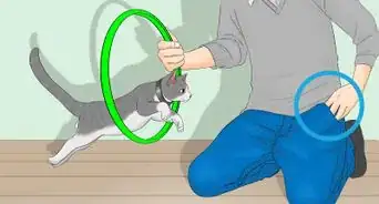 Train a Cat to Jump Through a Hoop