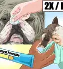 Clean a Bulldog's Face Folds