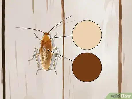 Image titled Identify a Cockroach Step 32