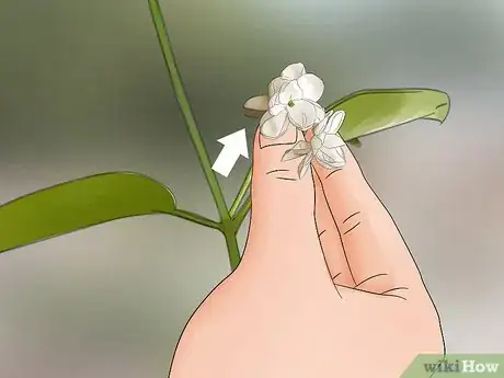 Image titled Grow Jasmine from Cuttings Step 4