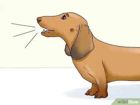 Image titled Identify a Dachshund Step 12