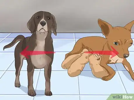 Image titled Help Your Chihuahua During Labor Step 4