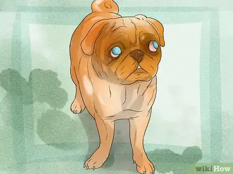 Image titled Treat Eye Problems in Pugs Step 16