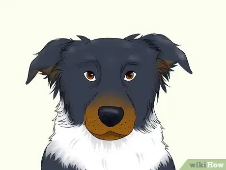 Image titled Identify a Border Collie Step 2