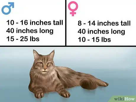 Image titled Identify a Maine Coon Step 2