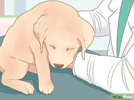 Image titled Take Care of a Labrador Puppy Step 16