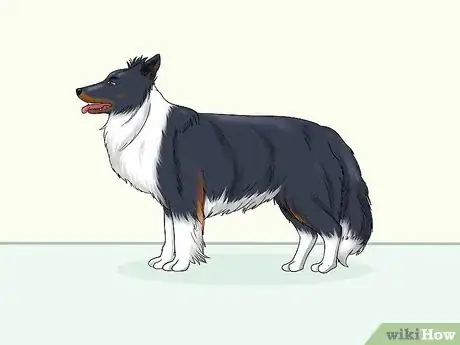 Image titled Identify a Border Collie Step 6