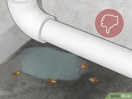 Image titled Identify a Cockroach Step 26