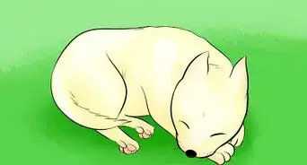 Draw a Cartoon Dog