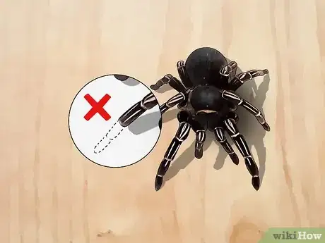 Image titled Pick a Pet Tarantula Step 12