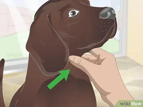 Image titled Stop Reverse Sneezing in Dogs Step 1