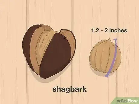 Image titled Identify Hickory Nuts Step 7