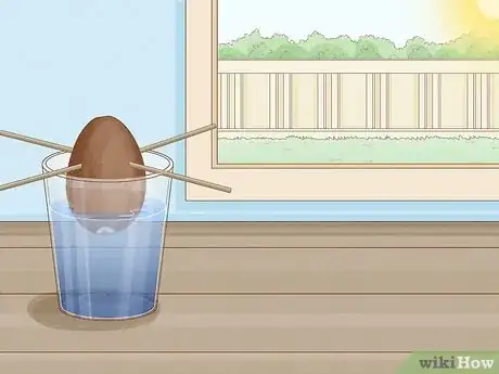 Image titled Grow Avocados as Houseplants Step 11