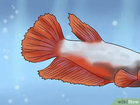 Image titled Identify Different Betta Fish Step 1