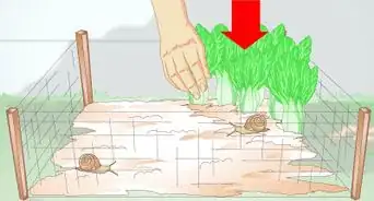 Breed a Pet Snail