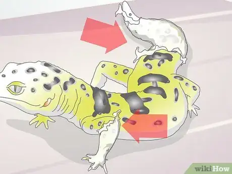 Image titled Bathe a Leopard Gecko Step 6