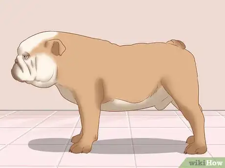 Image titled Identify an English Bulldog Step 5