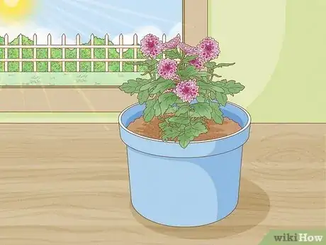 Image titled Plant Mums Step 14