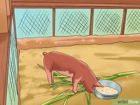 Image titled Show Your Pigs Step 2