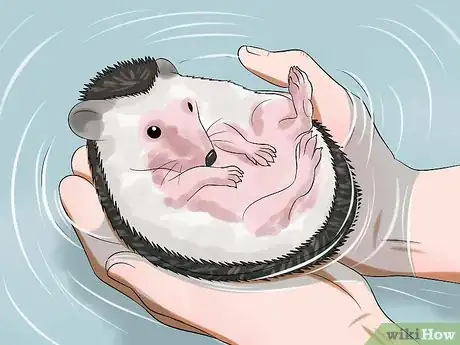 Image titled Clean Hedgehog Quills Step 5