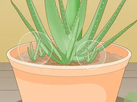 Image titled Force Bloom on Aloe Vera Step 9